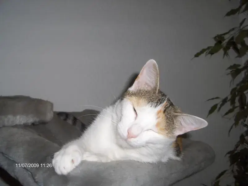 Greta1.webp