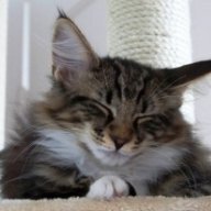 Lila