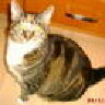 Trasgo