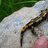 Salamander